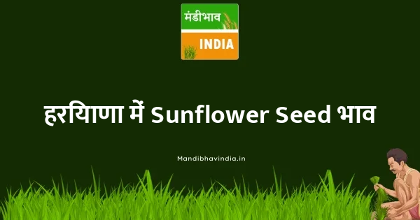 Sunflower Seed भाव